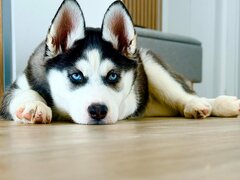 Pui Husky Siberian, ochii albastri femela exemplar premium