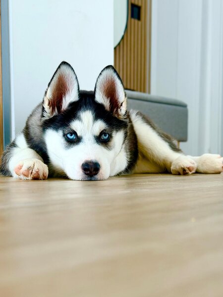 Pui Husky Siberian, ochii albastri femela exemplar premium